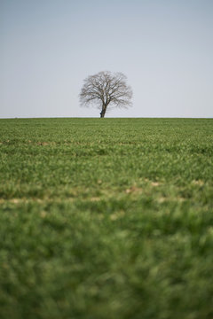 a lonely, dry tree growing on a green field