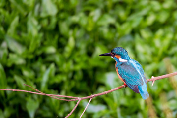 Naklejka premium 餌を探すカワセミ