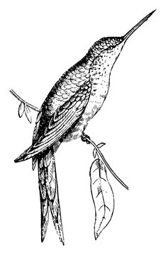 recommend clip art: Creeper, vintage illustration.