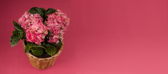 Hydrangea in flowerpot