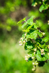 Blooming currant bush. Selective focus.