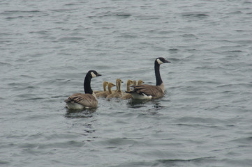 Obraz premium goose parents guarding their goslings while swimming in a pond