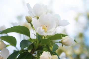 Obraz premium White flowers of apple trees bloom on a branch. Close-up. The concept of spring, summer, flowering, holiday. Image for banner, postcards.