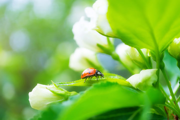 Ladybug sits on a flowering branch of an apple tree. Close-up. The concept of spring, summer, flowering, holiday. Image for banner, postcards.