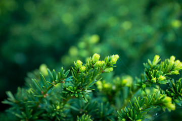 Taxus baccata (Yaw tree) bush in the garden. Selective focus.