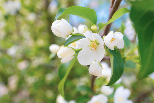 White flowers of apple trees bloom on a branch. Close-up. The concept of spring, summer, flowering, holiday. Image for banner, postcards.
