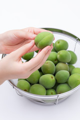 青梅　梅酒作りの準備　ザルの中のたくさんの青梅から形の良いものを選ぶ女性