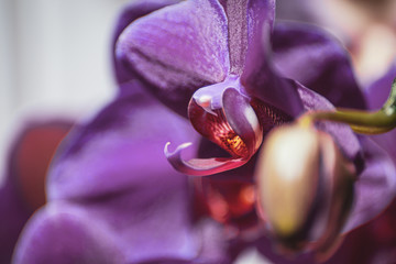 Phalaenopsis blossom macro from side