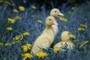 Three little yellow duckling among dandelions and fairy grass