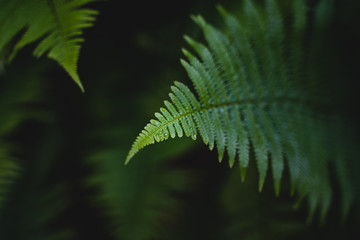 fern leaf with drops of water close up