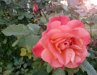 Kwiat róży z błyskiem soczewki.