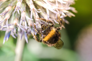 big bumblebee pollinates a flower Echínops./bumblebee pollinates a flower. Selective focus.