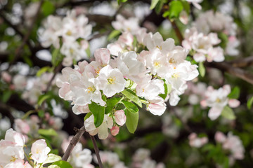 Fototapeta na wymiar beautiful pink and white Apple blossom Bud freshness of morning nature.