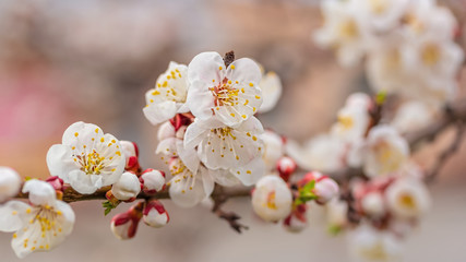 Apricot blossom in april on a transparent spring day in bright sunlight. Banner.