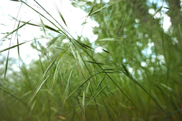 Green background of ears of field grass