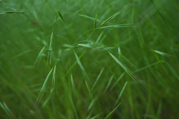 Green background of ears of field grass