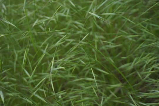 Green background of ears of field grass
