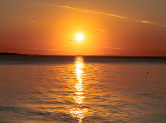 sunset over sea with gull