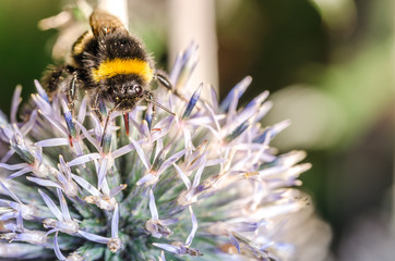 big bumblebee pollinates a flower Echínops./bumblebee pollinates a flower. Selective focus.