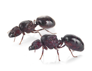 black ant isolated on white background