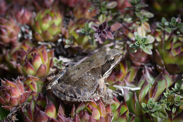 Little spring frog on red saxifrage leaves
