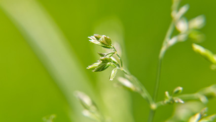 Macro views of wild grass, showing wild grass seed, late spring UK