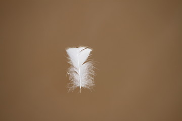 white feather floating under the water of a lake