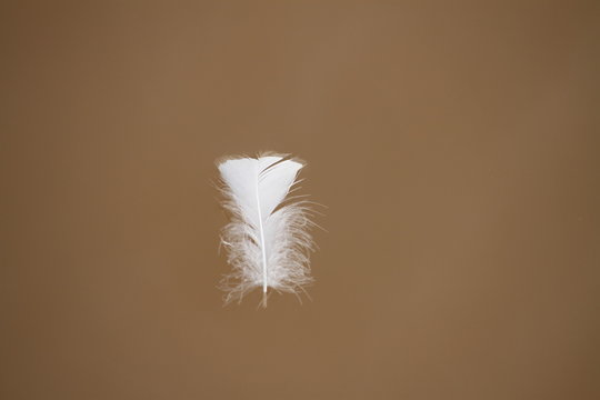 White Feather Floating Under The Water Of A Lake