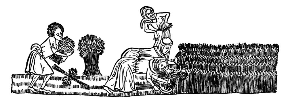 Reaping Grain the 14th Century, vintage illustration
