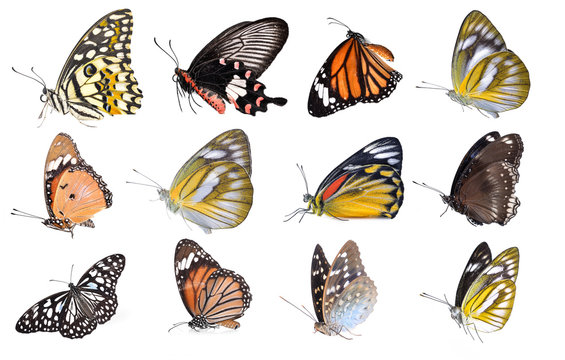 Fototapeta butterfly isolated on white background