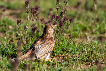 Common Cuckoo (Cuculus canorus) bird in the natural habitat.