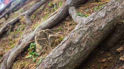Close up of tree roots on the ground