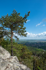 Fototapeta na wymiar Pinus sylvestris am Naturstandort im Zittauer Gebirge