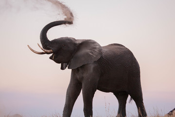Elephants bathing in Botswana 