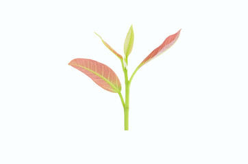 Young leaves isolated on white background. leaf