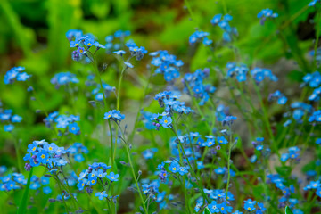 Forget-me-not flower macro with bright green leaves in the rays of the sun.Blue flowers on a green background. Blooming flowers nature background