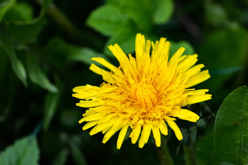 Yellow dandelion close-up in the grass.