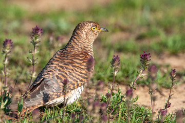 Common Cuckoo (Cuculus canorus) bird in the natural habitat.
