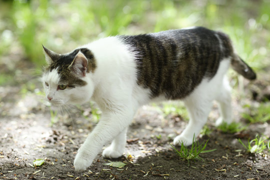 country cat outdoor closeup photo hunting on green grass background