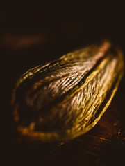 Close up photo of a flower bud