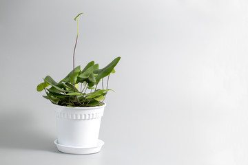 A small house plant Hemionitis Arifolia, in a white pot with space for text.