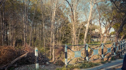 Dry tree by the riverside from bridge