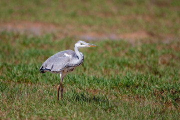 Gray Heron (Ardea cinerea) bird in the natural habitat.