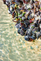 Miesmuscheln am Strand