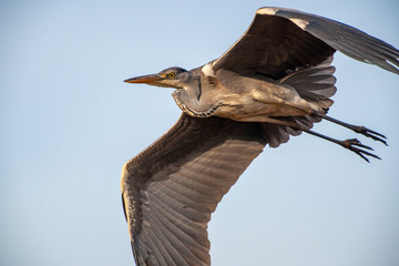 Gray Heron (Ardea cinerea) bird in the natural habitat.