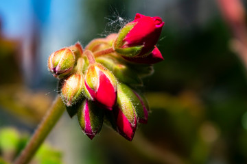 Floral or botanical background featuring red geranium flowers  starting to bloom in beginning of spring in garden Netherlands. 