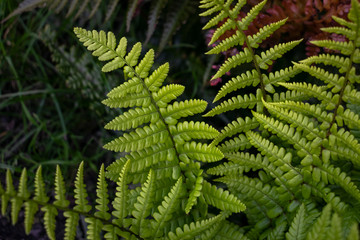 Abstract nature background featuring closeup of fern Dryopteris Affinis leaves in a garden in the Netherlands. 