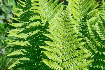 Abstract nature background featuring closeup of fern Dryopteris Affinis leaves in a garden in the Netherlands. 
