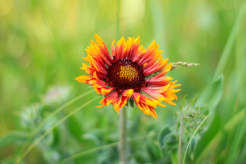 Red Zinnia flower in the meadow on bokeh blurred background. Amazing wild orange daisy flowers wallpaper. Nature photography with copy space. Floral greeting card, text sign.Natural colorful landscape