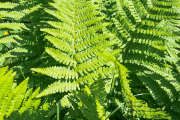 Abstract nature background featuring closeup of fern Dryopteris Affinis leaves in a garden in the Netherlands. 